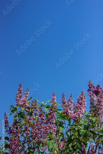 Spring branch of blossoming lilac