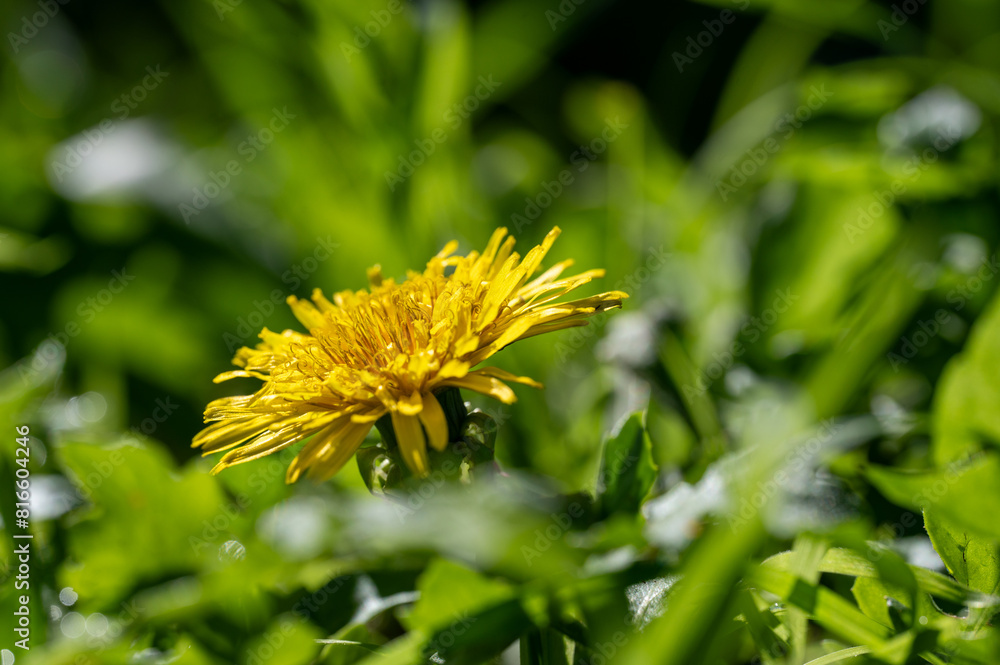 Yellow flowers of dandelions in green backgrounds. Spring and summer background, Australia native plants Yellow flowers of dandelions in green backgrounds. Spring and summer background, Australia native plants