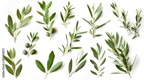 Variety of Fresh Olive Branches on White Background. Perfect for Botanical Themes. Lush Mediterranean Foliage. AI
