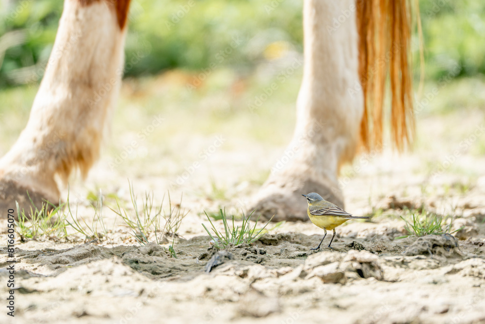 horse legs in paddock paradise feet hoof with yellow wagtail bird horse legs in paddock paradise feet hoof with yellow wagtail bird