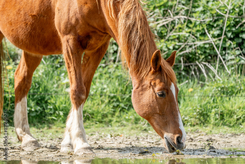 beautiful chestnut horse with winter coat in paddock paradise living free and happy