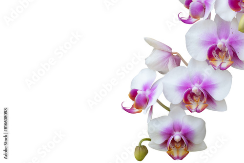 Orchid on white background  isolated  removed background  beautiful flower  fresh