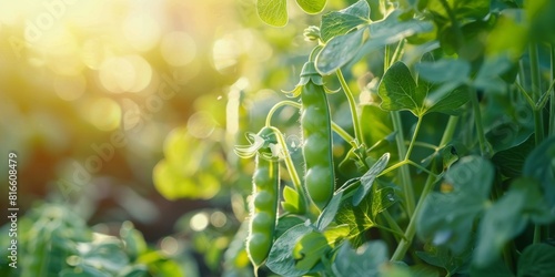 A close-up of organic peas growing on the vine  ready for picking.