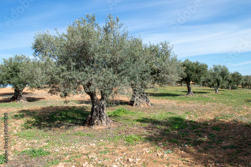 Olivos centenarios, olivar
