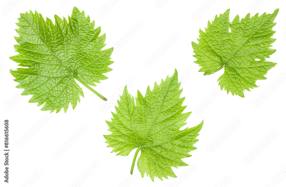 Green grape leaves isolated on a white background Green grape leaves isolated on a white background