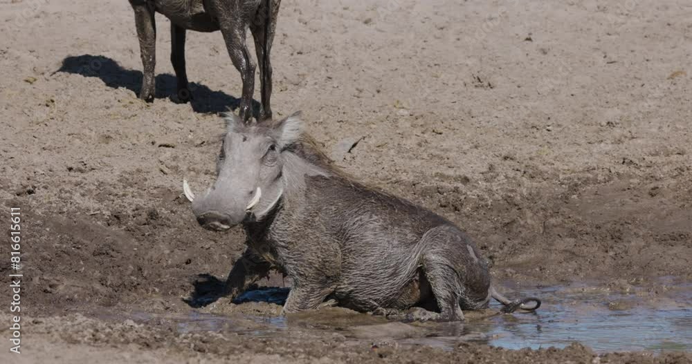 Close-up. Warthog rolling in mud at a drying up river. Drought, Climate Change, Climate Emergency Close-up. Warthog rolling in mud at a drying up river. Drought, Climate Change, Climate Emergency