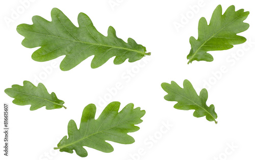 Oak leaves isolated on white, top view