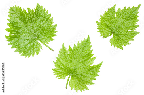 Green grape leaves isolated on a white background