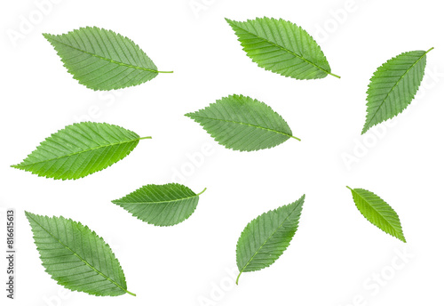 Elm leaves isolated on a white background, top view
