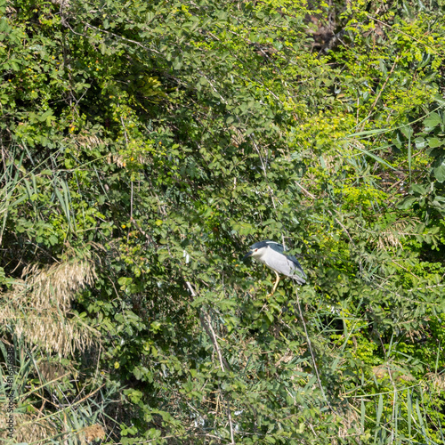 a black-crowned night heron perched in a tree
