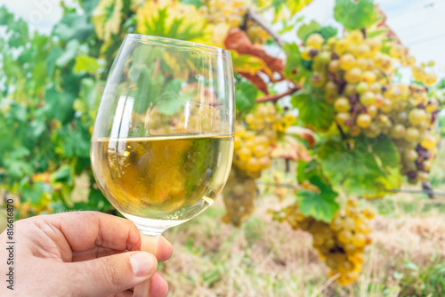 Glass of white wine in man hand and cluster of grapes on vine at the background. © volff