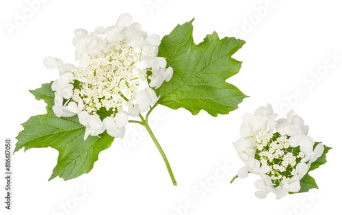 Viburnum flowers isolated on a white background