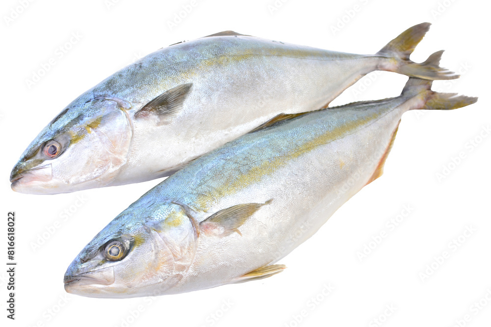 Fish yellowtai on white background (Japanese amberjack) isolated Fish yellowtai on white background (Japanese amberjack) isolated