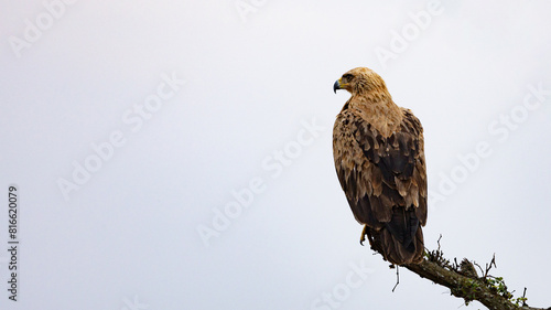 a tawny eagle perched on a dead tree