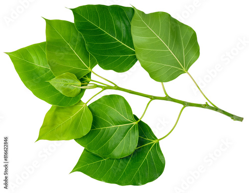 Bodhi leaf on white background, Branch of green Bodhi leaf isolate on a white PNG File. photo