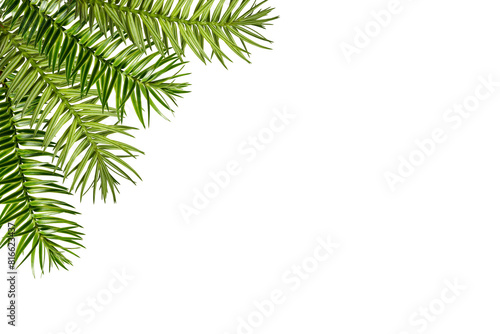 Corner arrangement. Green branch of Araucaria angustifolia as a frame isolated on white background. Design element for creating collage or designs, postcards, invitations.