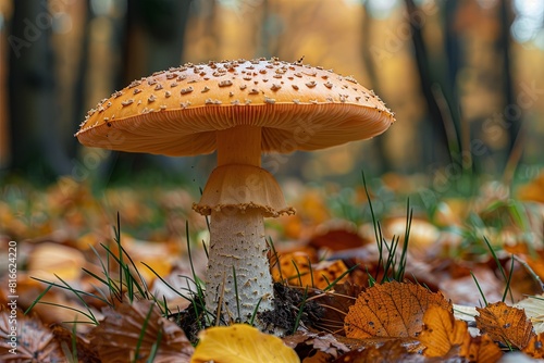 mushroom t near the tree, fall