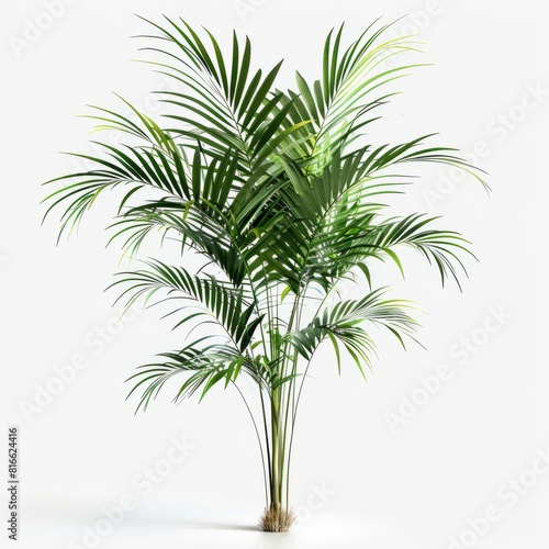 Areca palm tree isolated on a white background