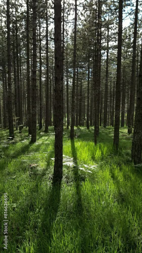 Moving in summer forest. Trees with shadows and sunshine, green wood, tracking shot. Vertical video 4k Moving in summer forest. Trees with shadows and sunshine, green wood, tracking shot. Vertical video 4k