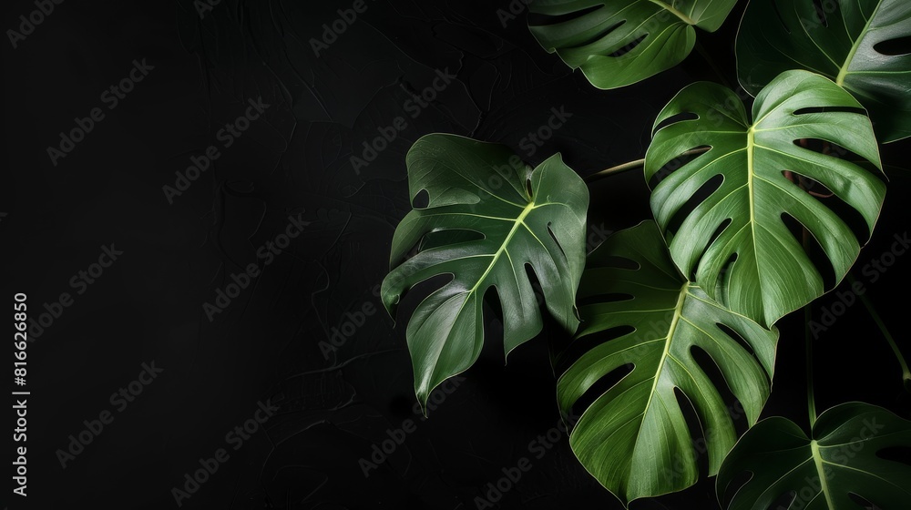 photo of monstera plant leaves, dark background, hight contrast photo of monstera plant leaves, dark background, hight contrast