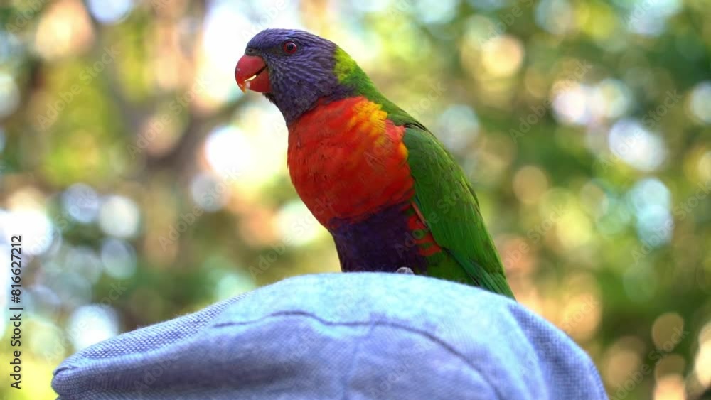 Wild and beautiful rainbow lorikeet, trichoglossus moluccanus spotted perching and chattering on top of a person's head, close up shot. Wild and beautiful rainbow lorikeet, trichoglossus moluccanus spotted perching and chattering on top of a person's head, close up shot.