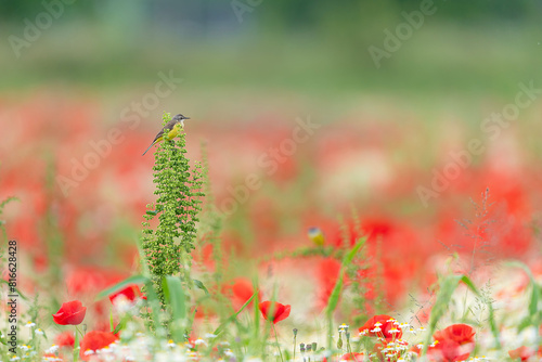 In the flowery meadow, the Western yellow wagtail (Motacilla flava)