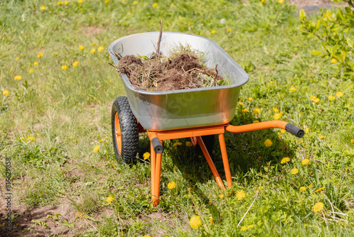 Garden wheelbarrow with weeds - weeding the garden from harmful plants