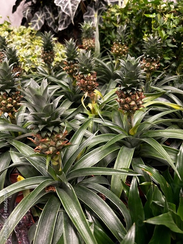 pineapple in the garden