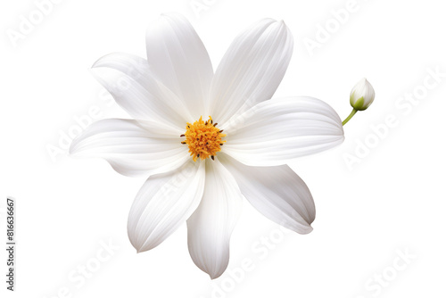 Ethereal Elegance: A Delicate White Blossom With a Radiant Yellow Heart on a Heavenly White Canvas on White or PNG Transparent Background. © Muhammad