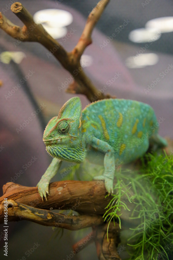 Obraz premium Closeup of green iguana, Green iguana side view on wood, animal closeup, iguana relaxing on branch in Zoo terrarium