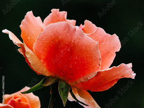 Close up of ingle rose blossom with raindrops