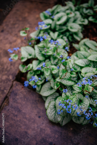 Brunnera Macrophylla Jack Frost with Blue Flowers