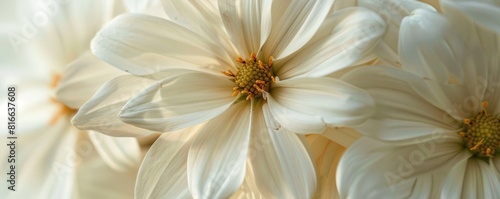 ultra macro closeup of a beautiful white flower