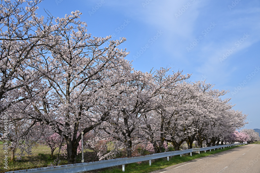 The trees are in full bloom along the road from Mt. Inami Kenji to Takase Shrine, creating a landscape that is typical of Toyama Prefecture and matches the scenery of the scattered villages. The trees are in full bloom along the road from Mt. Inami Kenji to Takase Shrine, creating a landscape that is typical of Toyama Prefecture and matches the scenery of the scattered villages.