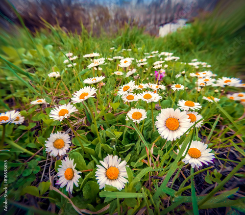 Fresh white flowers blooming in the garden with morning dew. Colorful morning view of blooming little daisy flowers at April. Beautiful floral background. Anamorphic macro photography. © Andrew Mayovskyy