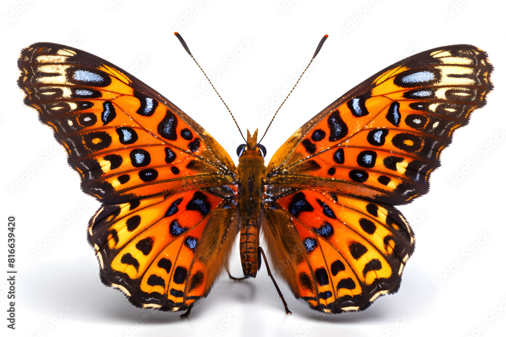 Fototapeta premium butterfly isolated on white