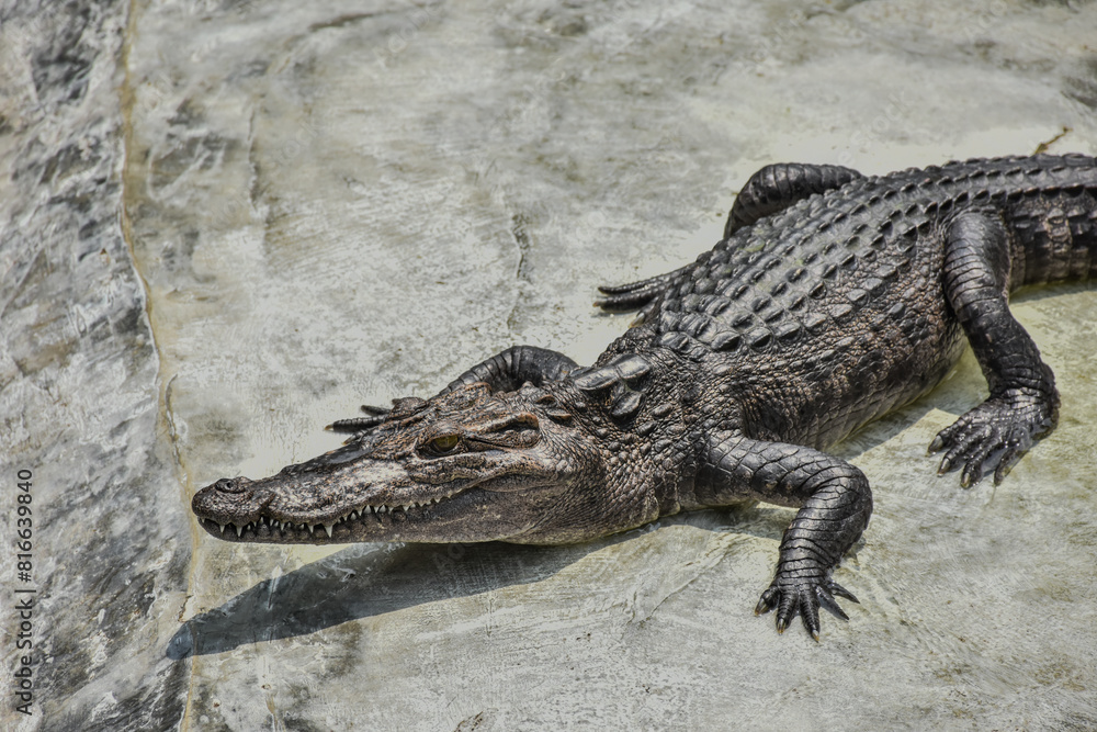 Fototapeta premium Young crocodile opening mouth and resting under the sun. Close up large reptiles. close up crocodile face in Thai farm.