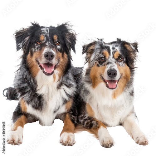 Australian Shepherds front view full body isolate on transparency background PNG