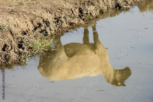 reflet du mouton