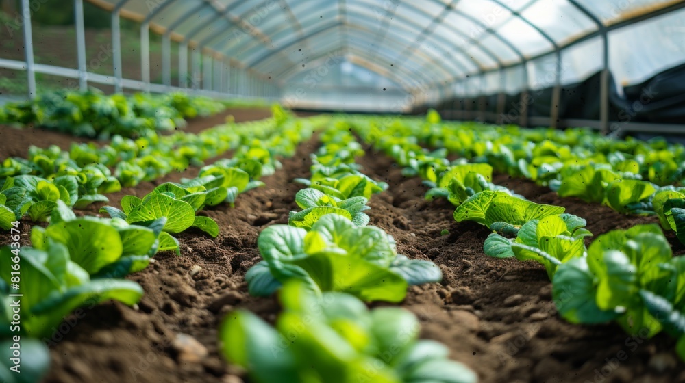 Rows of organic vegetables in a greenhouse with automated irrigation Rows of organic vegetables in a greenhouse with automated irrigation