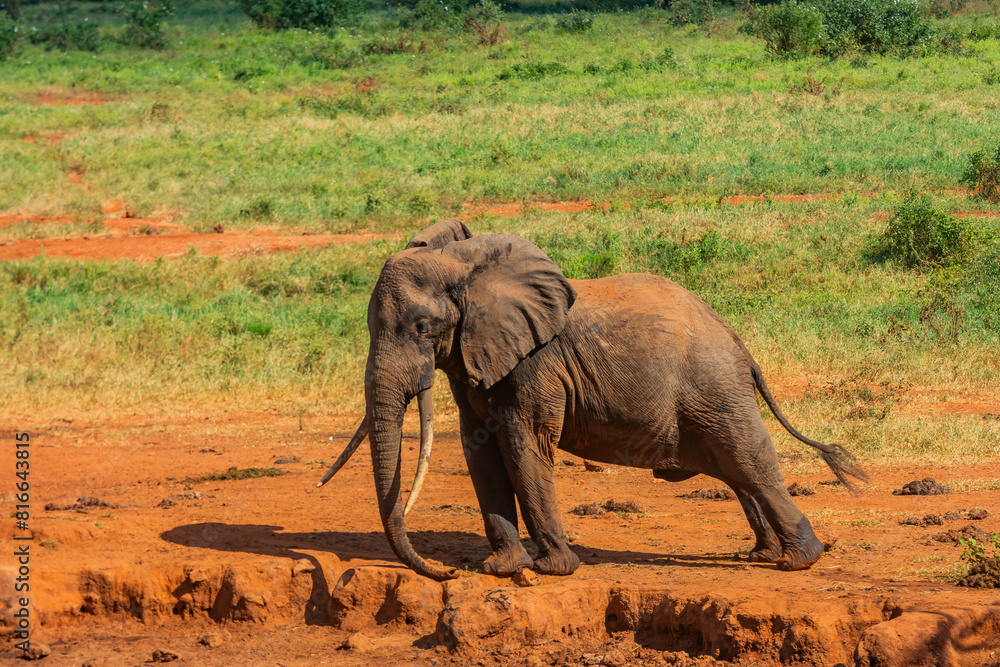 Fototapeta premium A Young Elephant Stretching in the Sun at Tsavo West National Park