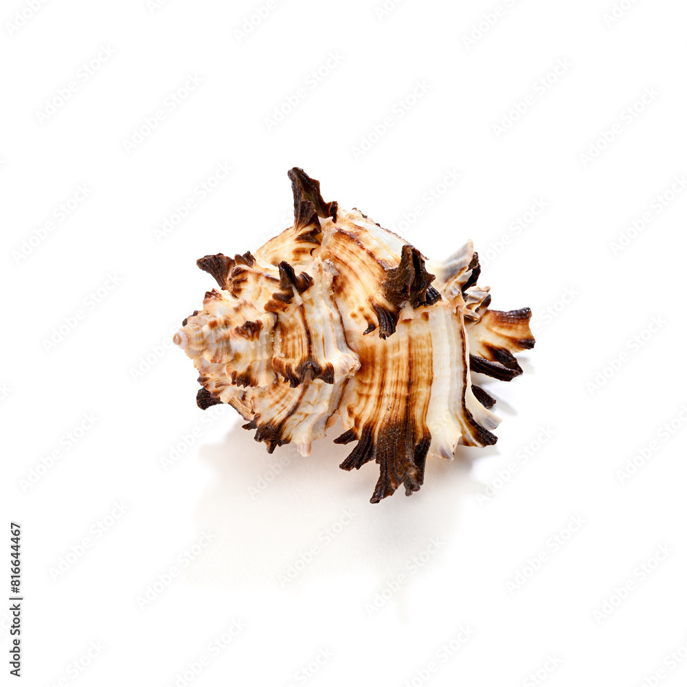 Murex, Hexaplex cichoreum isolated on white background. Image created by focus stacking technique for corner to corner sharpness. Murex, Hexaplex cichoreum isolated on white background. Image created by focus stacking technique for corner to corner sharpness.