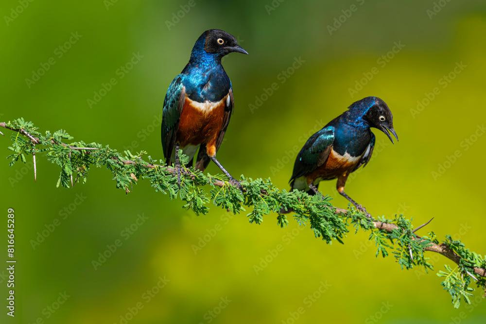 Two African starling birds on tree branch Kenya Masai mara wilderness