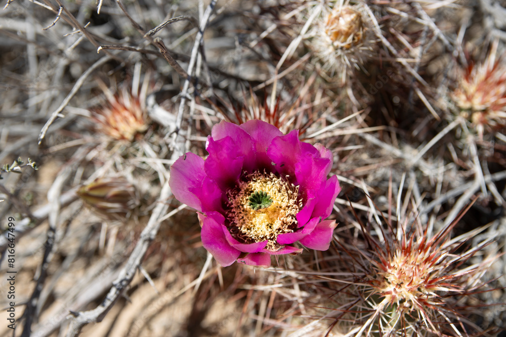 Desert Beauty: Stunning Hedgehog Cactus Flower in Bloom Desert Beauty: Stunning Hedgehog Cactus Flower in Bloom