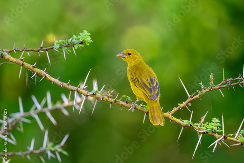 Africa, Kenya; Holub's golden weaver bird.