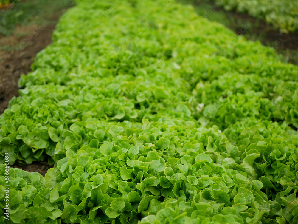 Lettuce bio green oakleaf close-up harvest farmer farming greenhouse folio and agricultural farm garden corrugated harvesting leaf Lactuca sativa food detail natural plant leaves bio Europe Lettuce bio green oakleaf close-up harvest farmer farming greenhouse folio and agricultural farm garden corrugated harvesting leaf Lactuca sativa food detail natural plant leaves bio Europe