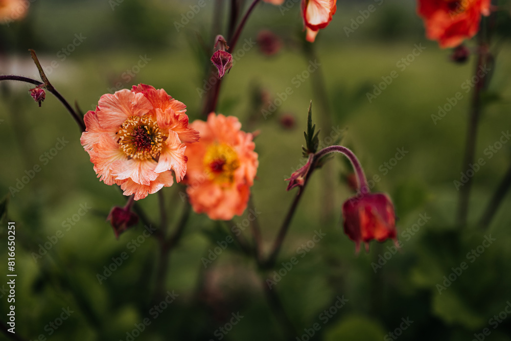 Spring orange flowers growing in the garden, natural floral background for postcards, calendars and posters Spring orange flowers growing in the garden, natural floral background for postcards, calendars and posters