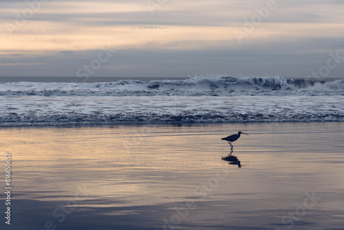 Bird's reflection on the wet beach during sunset photo