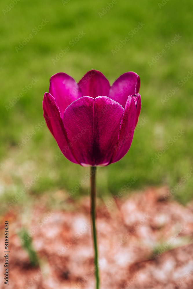 Bright pink spring flower tulip growing in the garden, floral vertical background, beauty of nature Bright pink spring flower tulip growing in the garden, floral vertical background, beauty of nature