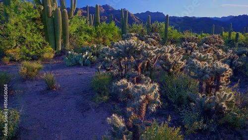 Slow tilt-up of morning light over cacti in Sabino Canyon, Saguaro and Cholla Cacti, Santa Catalina backdrop photo